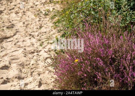 De couleur rose à Heather Wal Brabantse à Bergen op Zoom, Pays-Bas Banque D'Images