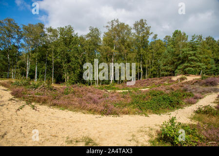 De couleur rose à Heather Wal Brabantse à Bergen op Zoom, Pays-Bas Banque D'Images