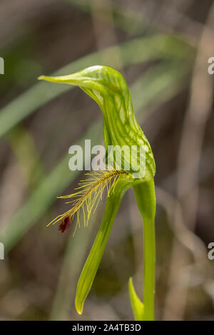 Pterostylis sp. aff. plumosa 1, Woodland Greenhood barbu Banque D'Images