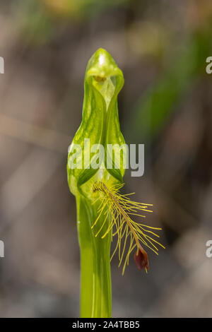 Pterostylis sp. aff. plumosa 1, Woodland Greenhood barbu Banque D'Images