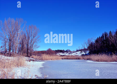 Pins et peupliers sur les collines, rotten roseaux sur la rive du lac avec la fonte des glaces, sur un fond de ciel bleu de printemps ensoleillé, Ukraine Banque D'Images