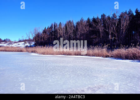 De pins et de saules sur les collines, rotten roseaux sur la rive du lac avec de la glace, sur un fond bleu ciel ensoleillé, Ukraine Banque D'Images