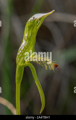 Pterostylis sp. aff. plumosa 1, Woodland Greenhood barbu Banque D'Images