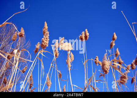 Roseaux jaune vif et les arbres sans feuilles, ciel bleu, vue à partir de la masse sur le haut, journée ensoleillée Banque D'Images