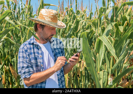 Farmer la messagerie texte sur téléphone mobile en champ de maïs le maïs, plan moyen de l'aide de l'agronome mâle smartphone pour envoyer des sms Banque D'Images