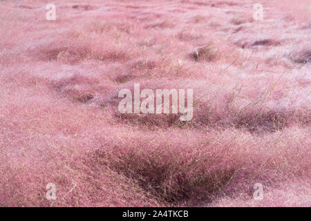 Domaine de la muhlenbergie feuillée Rose fleurs herbe ou Muhlenbergia Capillaris en pleine floraison Banque D'Images