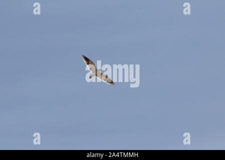 Black-winged Kite (Elanus caeruleus) Banque D'Images