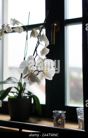 Pot de fleur près d'une grande fenêtre. Orchidée blanche sur le rebord. Des rideaux noirs - matin Banque D'Images