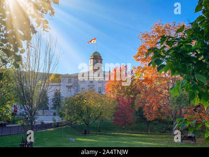 Orangers dans le parc, au campus de l'Université McGill, à l'automne, Montréal Québec, Canada Banque D'Images