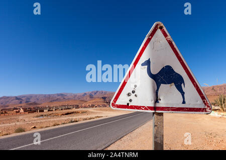 Attention chameaux à côté de la rue au Maroc. Dans l'arrière-plan l'Atlas est visible. Banque D'Images