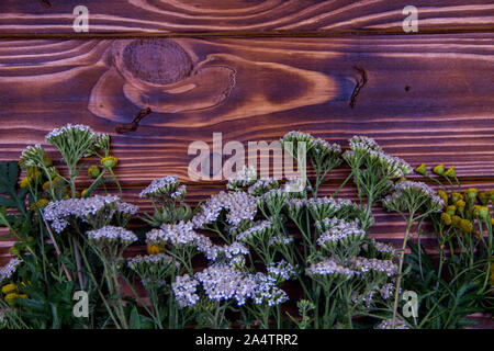 Fond en bois brun avec des herbes. Arbres et tansy sur l'arrière-plan. l'Achillea millefolium Banque D'Images