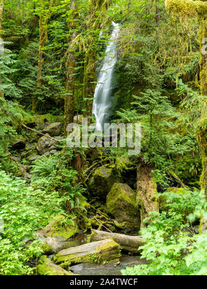 Une chute sur l'image près du lac Quinault, Washington, USA. Banque D'Images