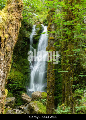 Une chute sur l'image près du lac Quinault, Washington, USA. Banque D'Images