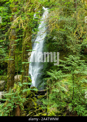 Une chute sur l'image près du lac Quinault, Washington, USA. Banque D'Images