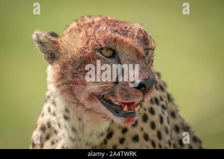 Close-up de guépard assis avec visage sanglant Banque D'Images