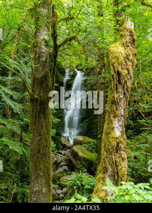 Une chute sur l'image près du lac Quinault, Washington, USA. Banque D'Images