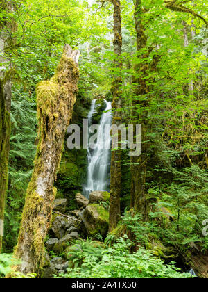 Une chute sur l'image près du lac Quinault, Washington, USA. Banque D'Images