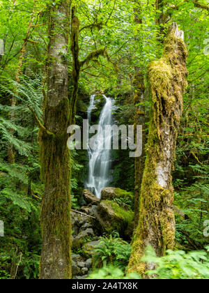 Une chute sur l'image près du lac Quinault, Washington, USA. Banque D'Images