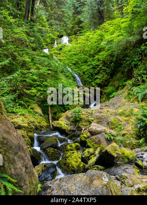 Une chute sur l'image près du lac Quinault, Washington, USA. Banque D'Images