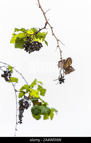 Vignes avec raisins secs, ratatinées et feuilles de vigne verte sur un fond blanc. Banque D'Images