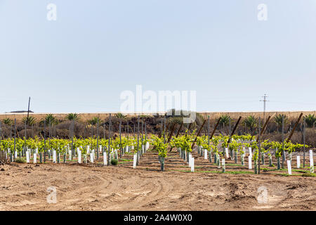 Vignes nouvellement plantées dans une cave à Palm Mar, Tenerife, Canaries, Espagne Banque D'Images