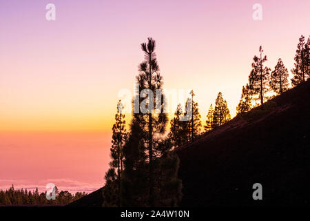 Pins canariens, Pinus canariensis, silhouetté contre un ciel crépusculaire jaune et violet, Tenerife, Canaries, Espagne Banque D'Images