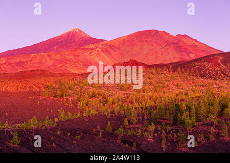 Volcan Teide et le Pico Viejo, le vieux pic rouge au crépuscule après le coucher du soleil vu de la montagne de Samara, Tenerife, Canaries, Espagne Banque D'Images