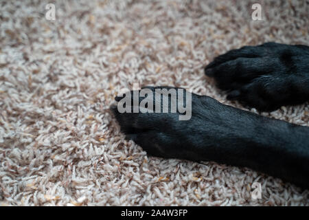 Close up portrait de labrador noir pattes de chien sur la moquette à l'intérieur de l'accueil Banque D'Images