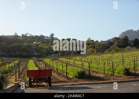 Vignoble de Groot Constantia, Cape Town, Western Cape Afrique du Sud Banque D'Images