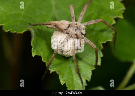 Spider Web pépinière, Pisaura mirabilis, femme exerçant son cocon d'oeufs, de l'Est Forêt Blean Kent, UK Banque D'Images