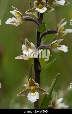 Marsh Helleborine Epipactis palustris, Sandwich, & The Pegwell Bay National Nature Reserve, Kent Wildlife Trust, UK, macro, portrait d'une tige florale Banque D'Images