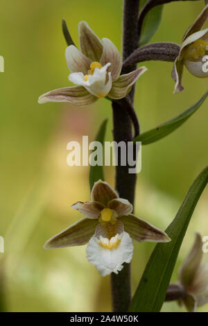 Marsh Helleborine Epipactis palustris, Sandwich, & The Pegwell Bay National Nature Reserve, Kent Wildlife Trust, UK, macro, portrait d'une tige florale Banque D'Images