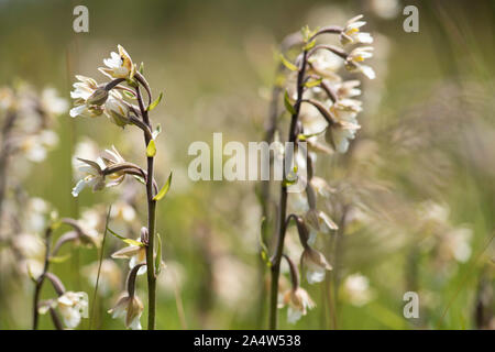 Marsh Helleborine Epipactis palustris, Sandwich, & The Pegwell Bay National Nature Reserve, Kent Wildlife Trust, Royaume-Uni, Groupe grandissant ensemble dans le marais, Banque D'Images