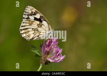 Papillon blanc marbré, Melanargia galathea, Sandwich & The Pegwell Bay National Nature Reserve, Kent Wildlife Trust, Royaume-Uni, le nectar de fleur de trèfle Banque D'Images