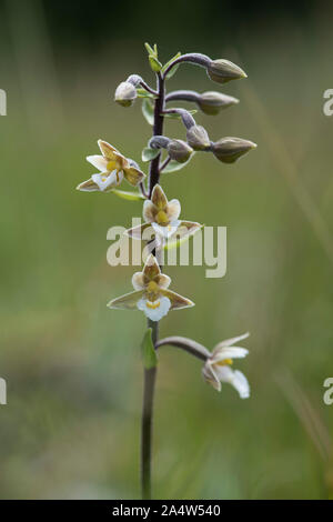 Marsh Helleborine Epipactis palustris, Sandwich, & The Pegwell Bay National Nature Reserve, Kent Wildlife Trust, UK, macro, portrait d'une tige florale Banque D'Images