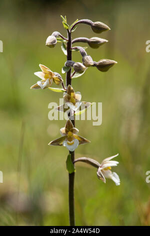 Marsh Helleborine Epipactis palustris, Sandwich, & The Pegwell Bay National Nature Reserve, Kent Wildlife Trust, UK, macro, portrait d'une tige florale Banque D'Images