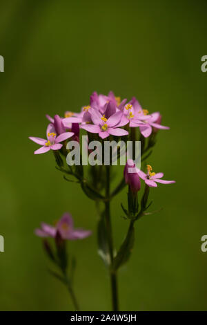 Centaurée Centaurium erythraea, commune, les mélèzes, Kent Wildlife Trust, Royaume-Uni Banque D'Images