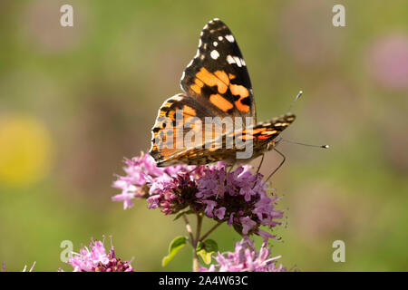 Papillon belle dame, Vanessa cardui, Warren Queensdown, Kent Wildlife Trust, Royaume-Uni, les espèces migratrices, le nectar des fleurs, Banque D'Images