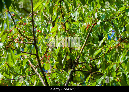 Variété de Hannaford sauvages comestibles cerisier (Prunus avium). Banque D'Images