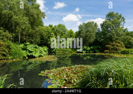 Le lac à RHS garden Rosemoor en été près de Great Torrington, Devon, Angleterre. Banque D'Images