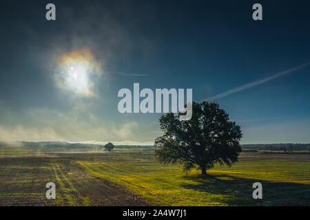 Seul arbre sur meadow au coucher du soleil avec brouillard et soleil Banque D'Images