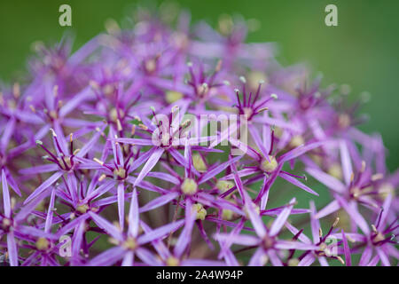 Close-up d'un oignon persan ou étoile de Perse (Allium cristophii) fleur. Banque D'Images