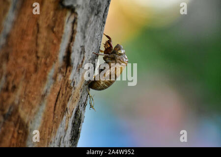 Cigale Shell sur un arbre mort Banque D'Images