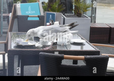 Les jeunes bénéficiant d'un thé à la crème seagull à Cornwall Banque D'Images