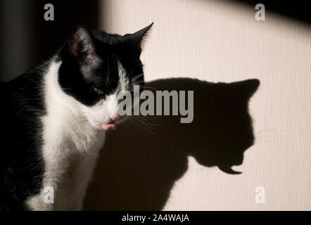 Cat collage hors de sa langue et de l'ombre Banque D'Images