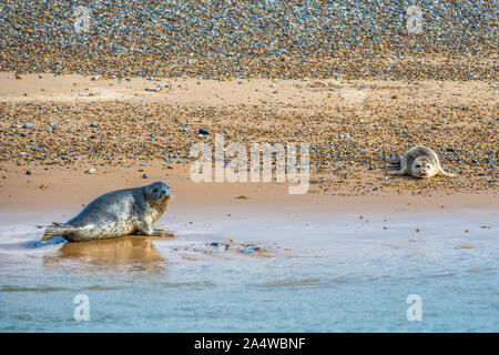 Gray et commun ou le Phoque commun (Phoca vitulina) sur la plage au point Blakeney Norfolk England UK Banque D'Images