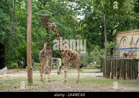 Berlin, Allemagne - 5 août 2019 : deux girafes au zoo de Berlin - Allemagne Banque D'Images