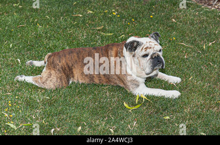 Une très vieille femme bull dog détente sur une pelouse ombragée allongé sur son ventre avec quelques feuilles dans l'herbe Banque D'Images