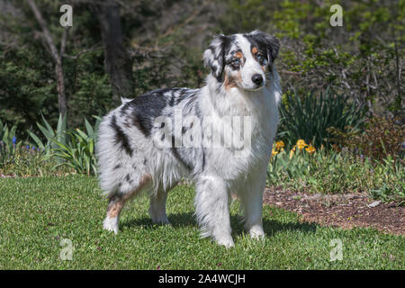 Femelle bleu merle berger australien aussie gratuitement empilées sur un tondu la pelouse verte dans un magnifique jardin Banque D'Images