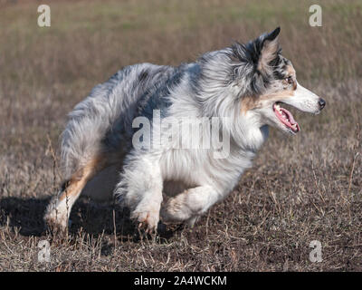 Gros plan d'action d'un happy blue merle berger australien aussie tourner brusquement et rapidement tout en chassant un faux lapin dans un pâturage sec de l'hiver Banque D'Images